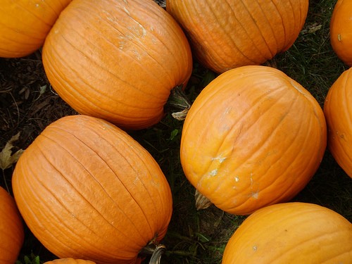 pumpkins on the ground