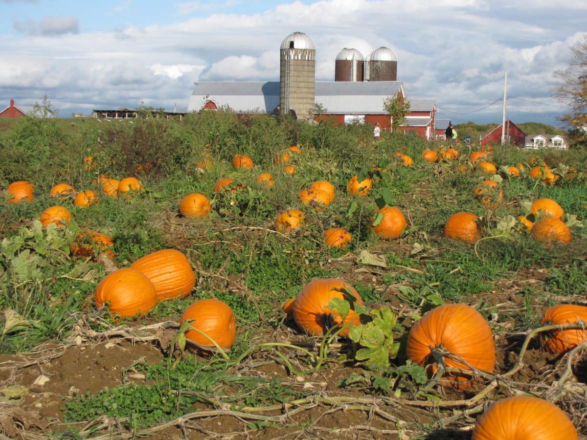 halloween-in-chicago-fun-for-everyone-the-clare