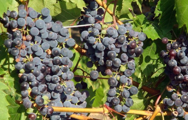 illinois wine grapes