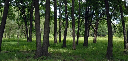 Forest at North Park Village Center