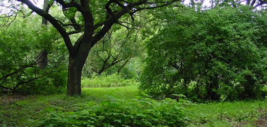Wooded Island at Paul Douglas Nature Sanctuary/picture from City of Chicago
