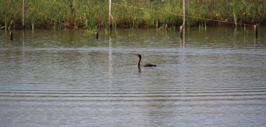 A cormorant swims at Northerly Island/picture from City of Chicago