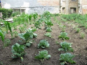 Garden in Chicago grows vegetables