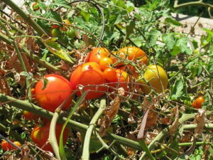 Brickyard Garden in Chicago grows tomato plants