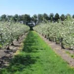 Jonamac Orchard in Illinois Apple Picking