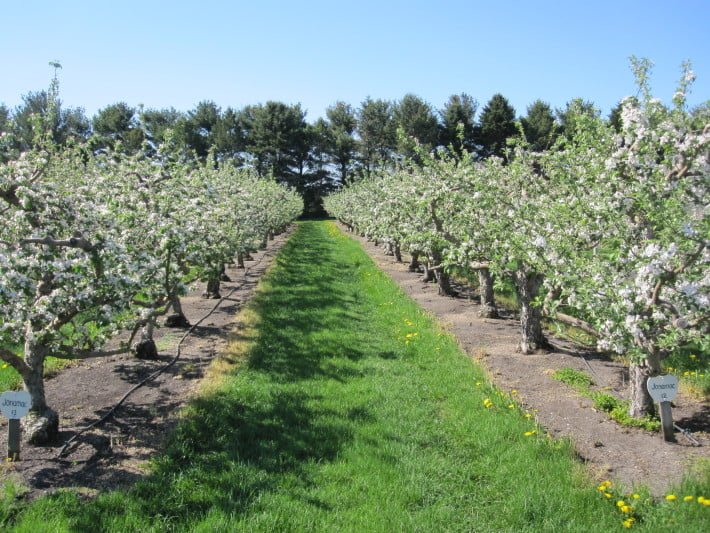 2017 Apple Picking Near Chicago The Clare