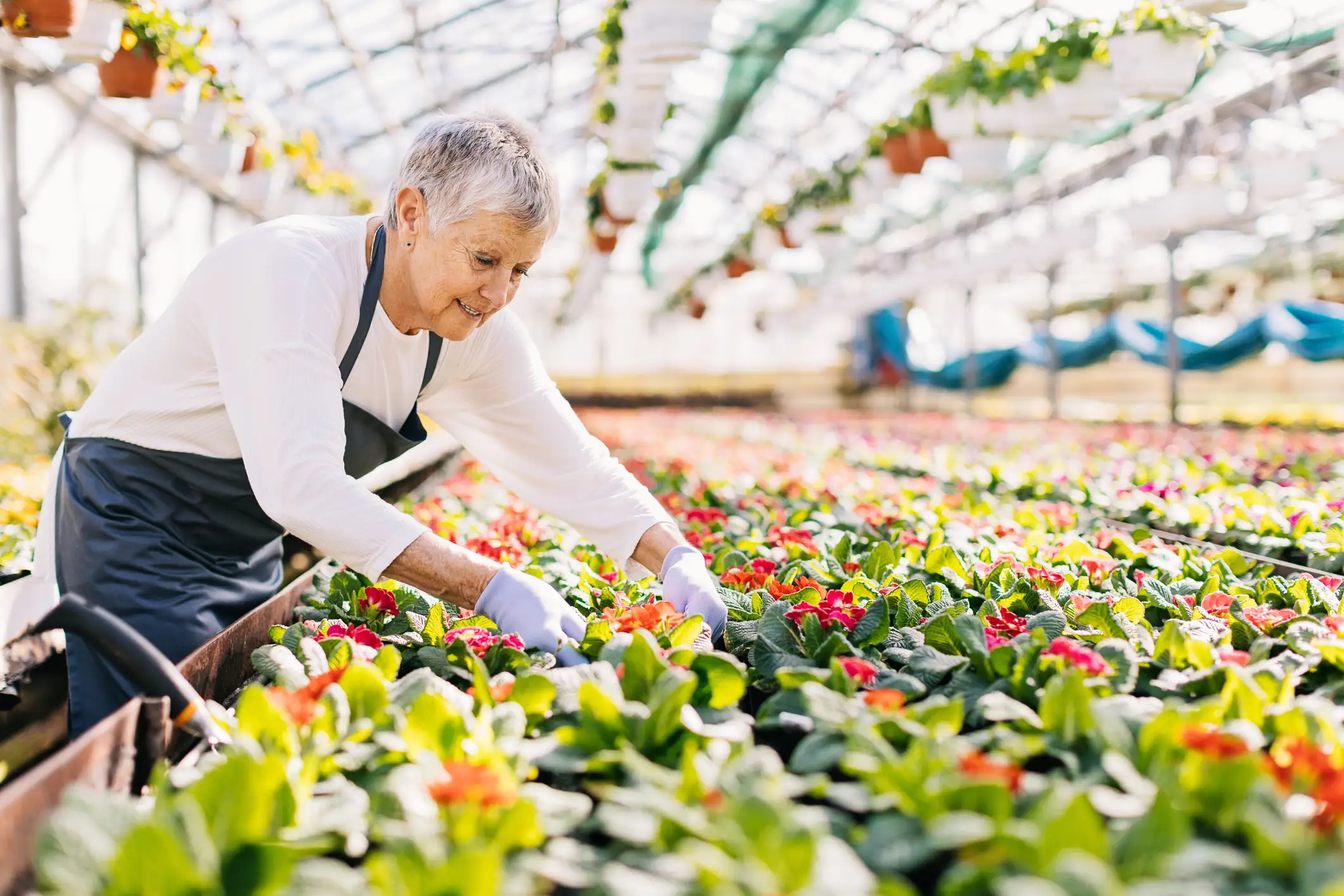 Senior woman caring for the plants in a greenhouse at a nursery