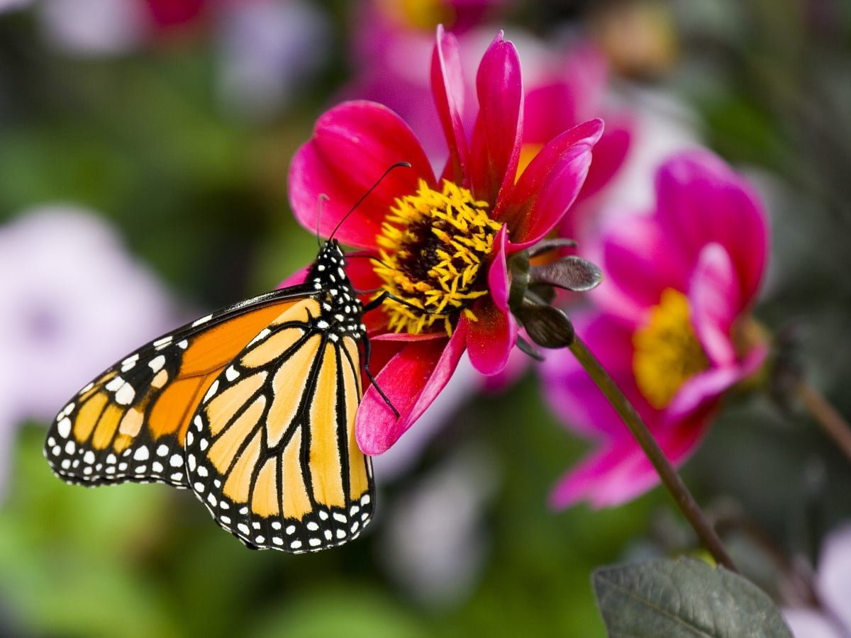 Baby Boomers Explore Gardening in Chicago